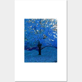 Trees of Blue Posters and Art